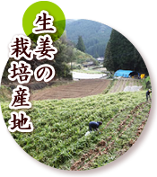 生姜の栽培産地